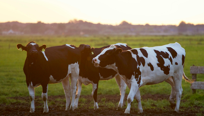 Dairy Management System